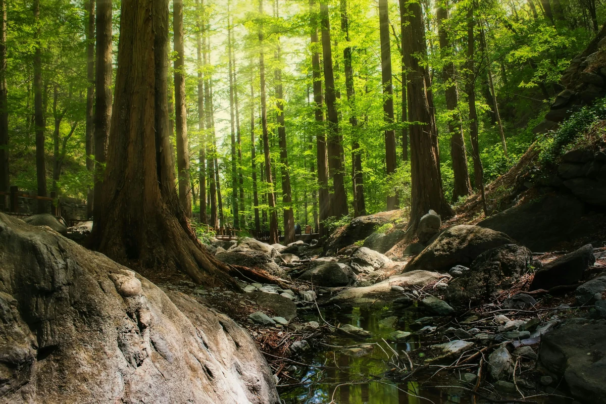 Vue panoramique à l'intérieur d'une forêt